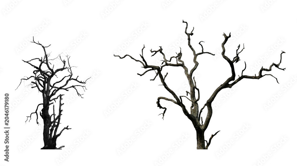 Fototapeta premium Two isolated bare dead trees showing intricate branches on white background with isolated landscape minimalist weathered wilderness botanical deadwood