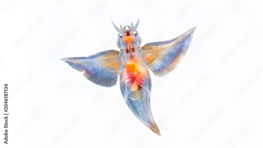 Fototapeta premium A beautiful sea angel swimming in the deep blue ocean water