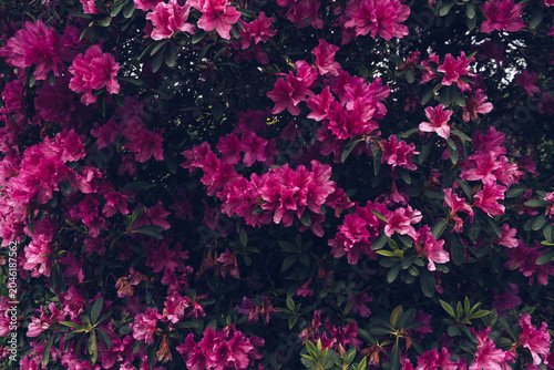 magenta rhododendron flowers in bloom bg