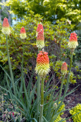 Red Hot Poker Torch Lily or Tritoma
