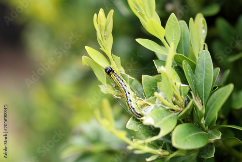 Box tree caterpillar garden pest on fresh green Buxus plant leaves