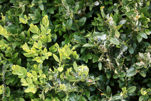 Buxus plant with new growth and damage from box tree caterpillar garden pest
