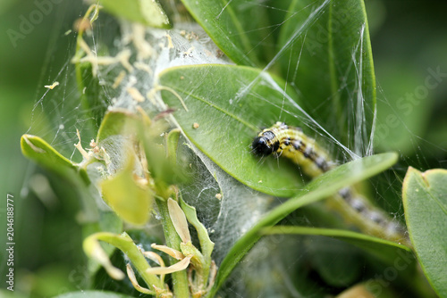 Box tree caterpillar in webbing on green Buxus leaf