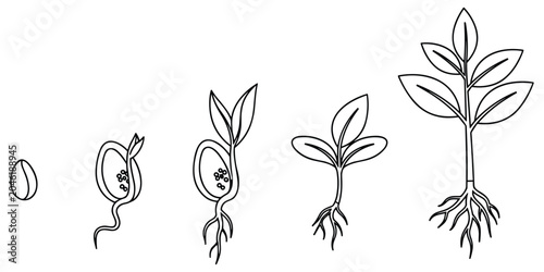 Foto Plant life cycle seed sprouting seedling developing into mature plant with leave