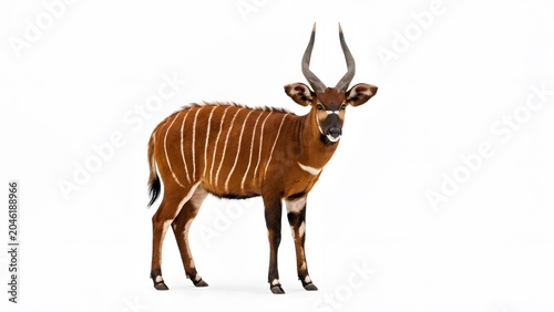 Full body side view of a beautiful bongo antelope standing and looking at camera