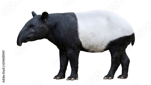Malayan tapir standing in profile view showing its unique black and white fur pattern