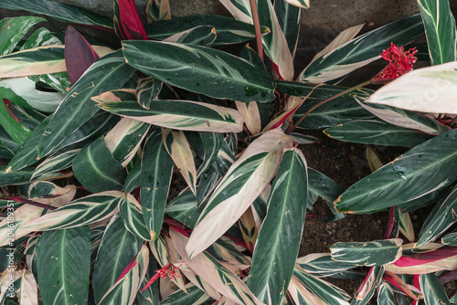 top view of Stromanthe thalia Triostar
