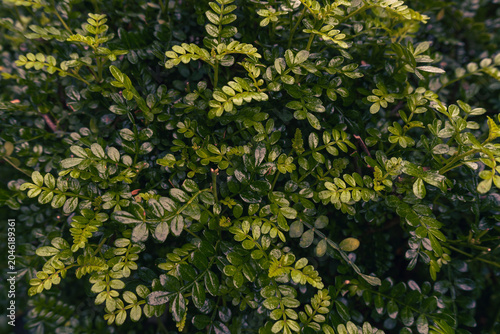 top view of green Boxwood leaves