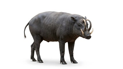 Full body shot of a rare wild babirusa pig with large tusks standing on the ground
