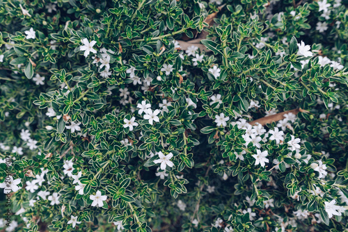 Variegated Japanese Euonymus in bloom