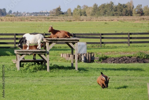 horse and foal