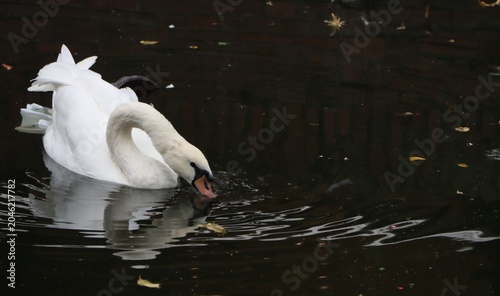 swan on the water