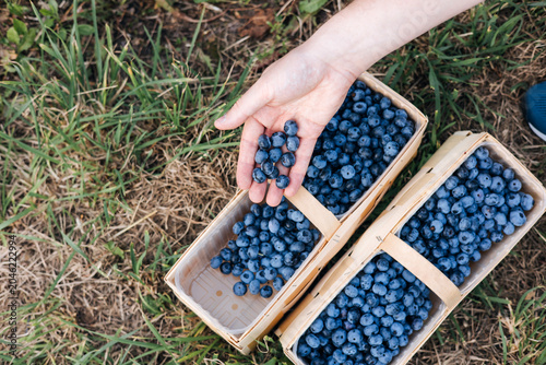 Konstfotografi Baskets with ripe collected blueberries
