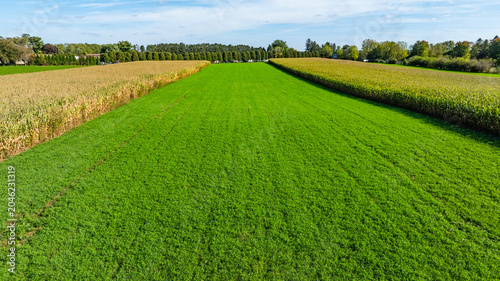 The view shows a wide green grass area situated between tall rows of corn on either side. This setting captures a rural landscape. The sky is clear with bright sunlight shining down.