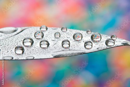 Water Droplets on Silver Leaf with Colorful Bokeh Background