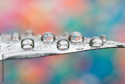 Water Droplets on Silver Leaf with Colorful Bokeh Background
