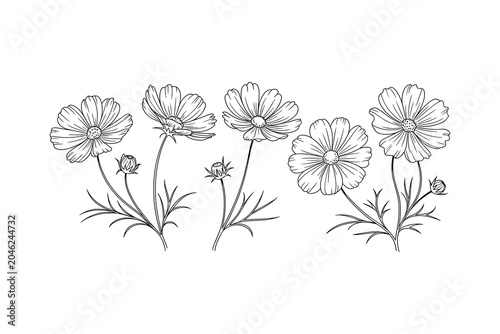 Black and white line of five daisies with green stems and leaves