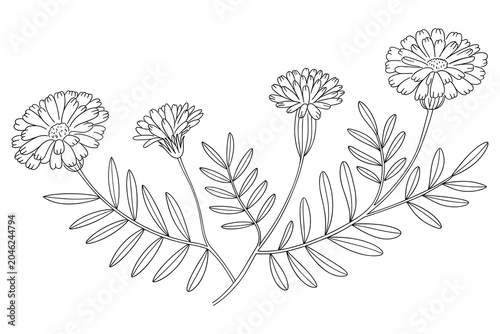 Black and white line of four dandelion flowers in various stages