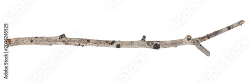 Tree branch isolated on white background.
