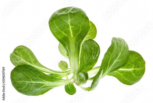 Photos Fresh Lambs Lettuce Leaves Isolated Against Dark Setting