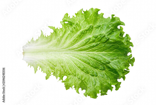 Photos Fresh Green Frilly Lettuce Leaf with Detailed Veins