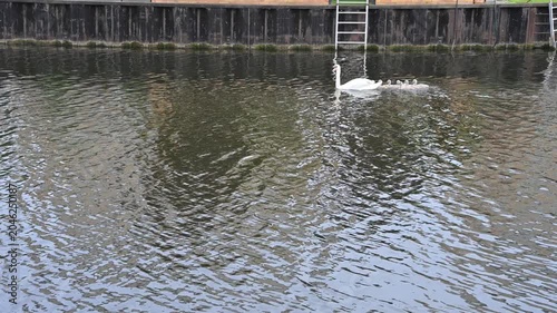 Real-time 17s static video of a white swan family with seven cygnets swimming along a scenic riverbank with green trees. High-quality footage.