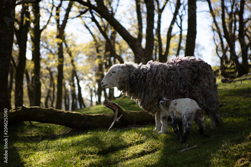 Mother Sheep and Lamb in the Lake District