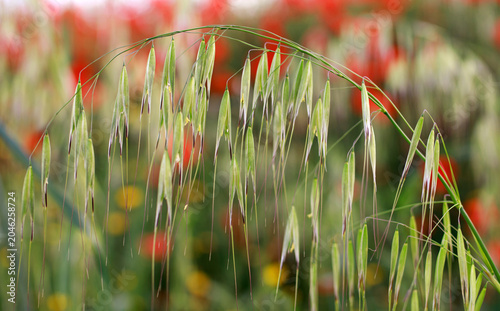 Red poppies bloom among variety of grasses in wild flowering meadow, beautiful summer natural background in Andalusia.