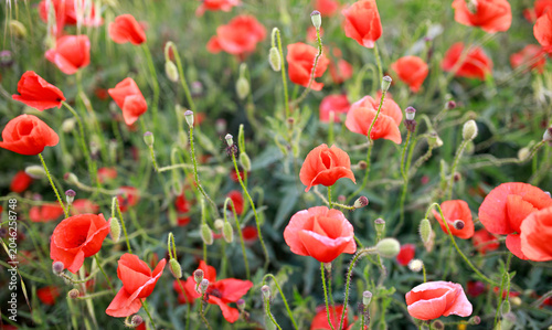 Red poppies bloom among variety of grasses in wild flowering meadow, beautiful summer natural background in Andalusia.