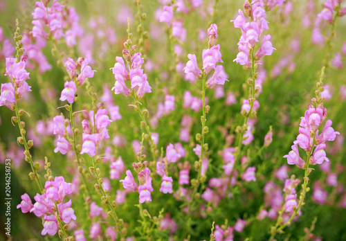 Purple plants, flowers in wild field, close-up at sunset, beautiful summer natural backdrop in Andalusia