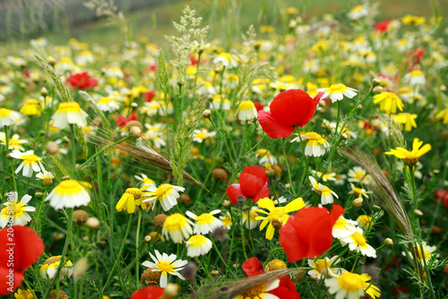 Red poppies bloom among variety of grasses in wild flowering meadow, beautiful summer natural background in Andalusia.
