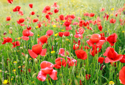 Red poppies bloom among variety of grasses in wild flowering meadow, beautiful summer natural background in Andalusia.