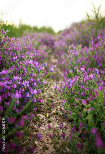 Purple plants, flowers in wild field, close-up at sunset, beautiful summer natural backdrop in Andalusia.