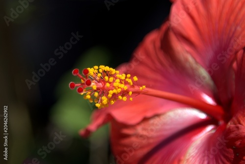 Photography Red hibiscus flower close up showing detailed stamen and pollen against a dark background
