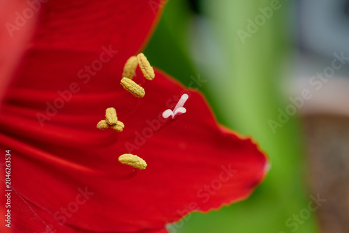 Fotografie Extreme macro close-up of yellow pollen stamens and pistil inside a vibrant red