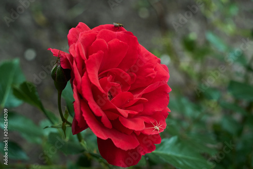 Foto Garden ecosystem concept showing a bright red rose flower hosting a tiny fly and