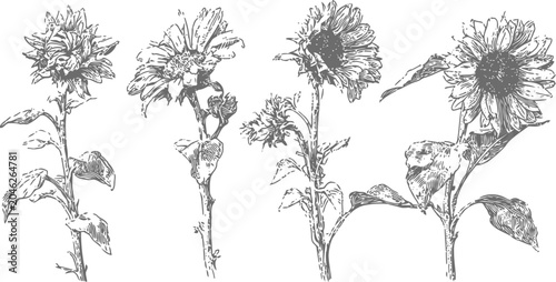 Beautiful detailed black and white sunflower illustrations with leaves and stems, botanical vintage flowers