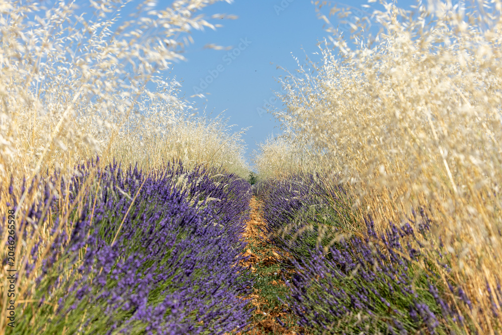 Obraz premium Cereals among lavender fields on the Plateau of Valensole. Provence, France.