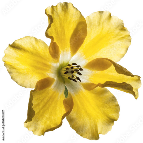 Yellow flower isolated on transparent background,