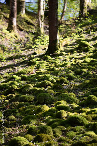 Moss-Covered Woodland in the Lake District