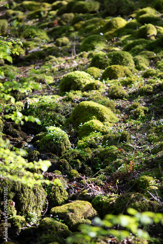 Mossy Woodland in the Lake District