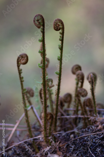 Ostrich Fern Projections - Grasmere, Lake District