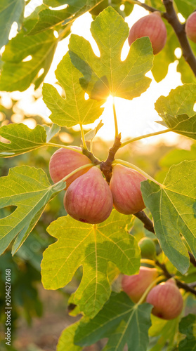 Beautiful Agriculture Concept With Organic Fruits Outdoors Summer