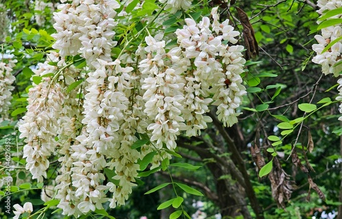 white  flowers, white acacia, white acacia close-up
