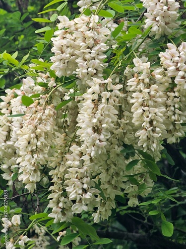 white flowers, white acacia, white acacia close-up