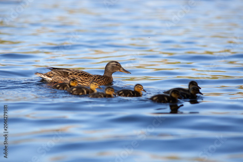 Mallard Family on Coniston Water