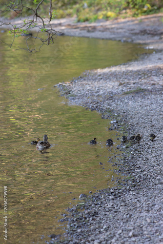 Mallards on Grasmere Lake