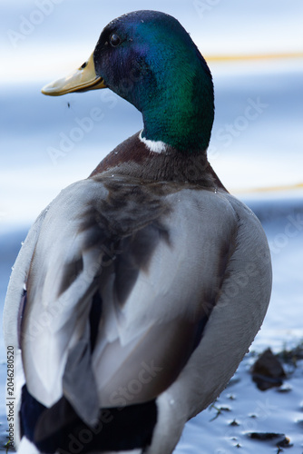 Mallard Duck in the Lake District