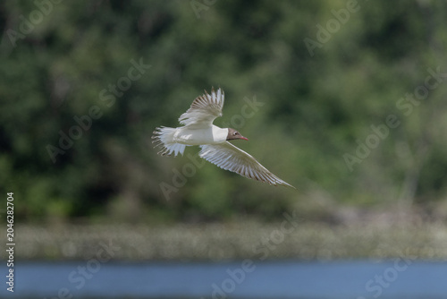 Mouette rieuse en vol