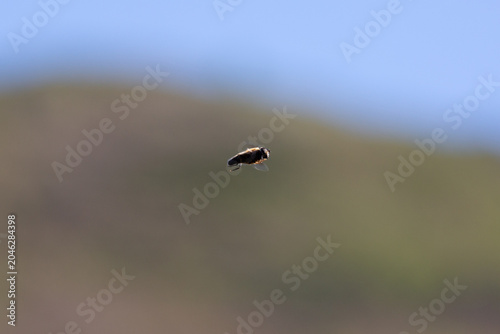 Dartmoor Buzzard in Flight